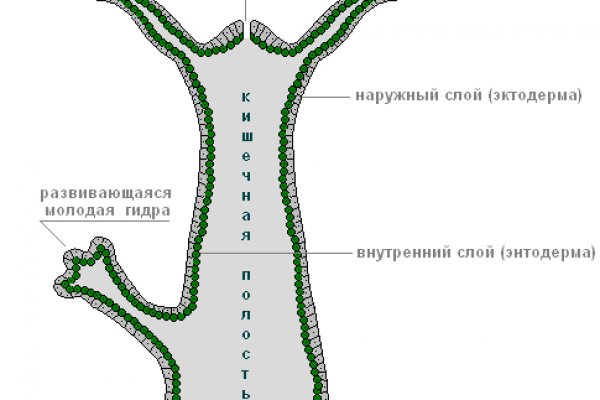 Почему не получается зайти на кракен